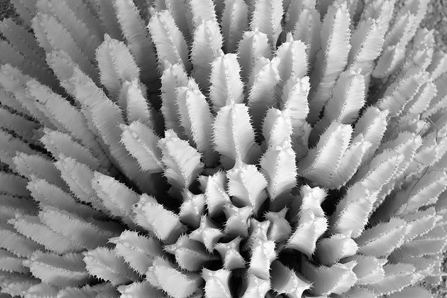 Infrared Photo of Spiky Cactus Bunch.